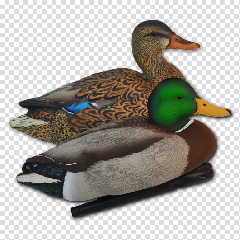 Snow, Mallard, Duck, Goose, Bird, Waterfowl, Duck Decoy, Water Bird transparent background PNG clipart