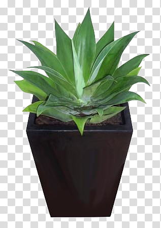 Aesthetic, green succulent in black ceramic pot transparent background PNG clipart