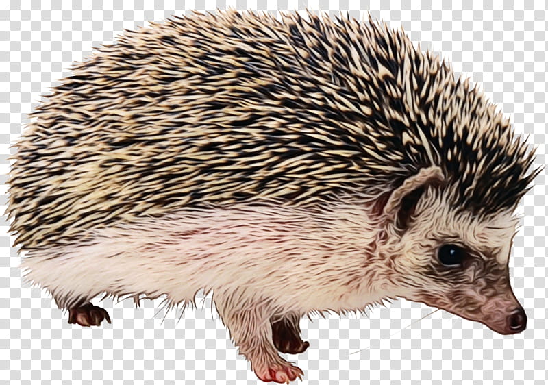 erinaceidae hedgehog domesticated hedgehog porcupine terrestrial animal, Watercolor, Paint, Wet Ink, Snout, New World Porcupine transparent background PNG clipart