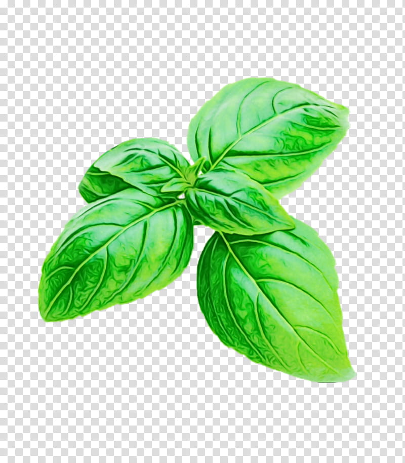 leaf green basil plant flower, Watercolor, Paint, Wet Ink, Ocimum, Herb, Lemon Basil, Vegetable transparent background PNG clipart