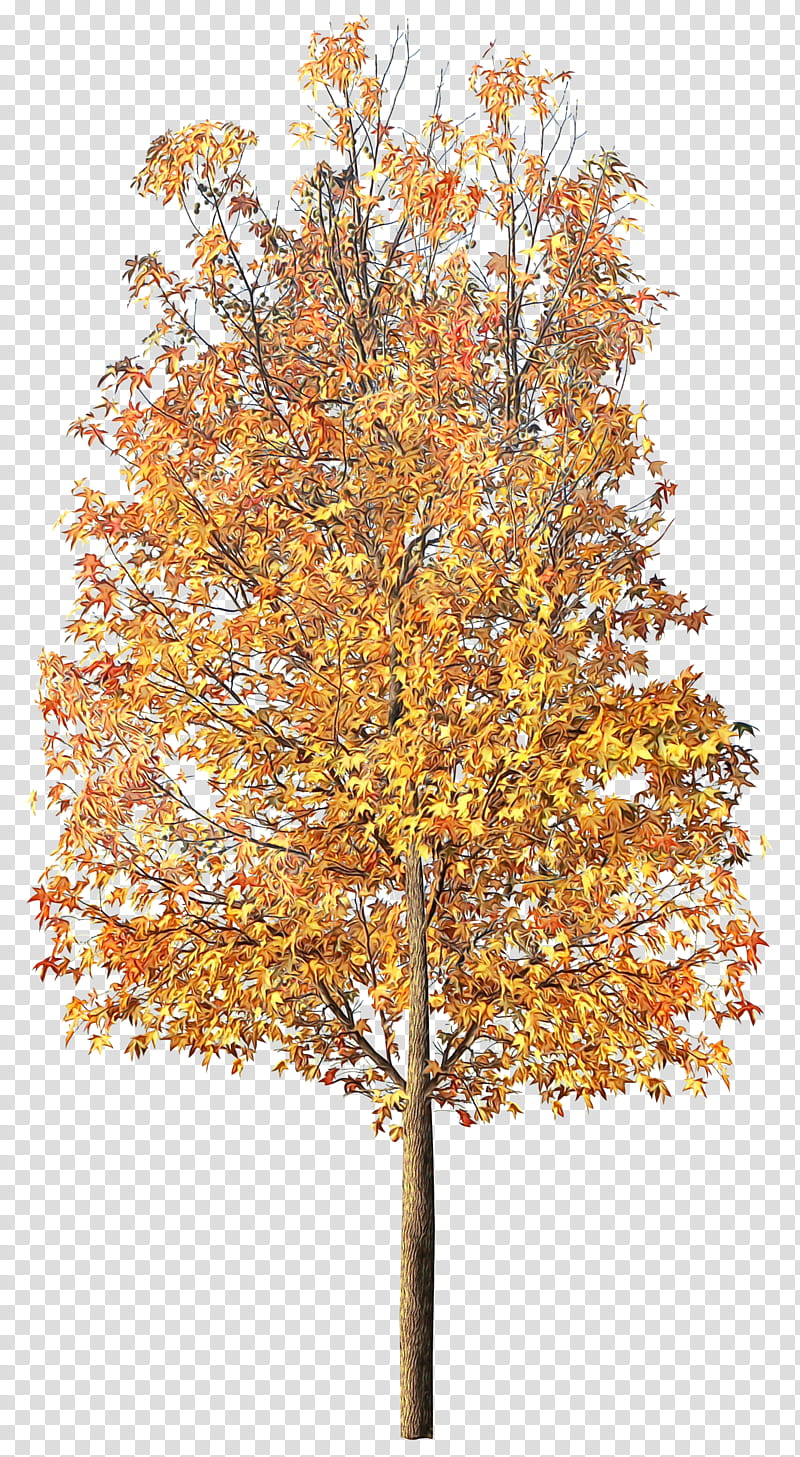 Red Maple Tree, Watercolor, Paint, Wet Ink, Autumn, Leaf, Painting, Autumn Leaf Color transparent background PNG clipart