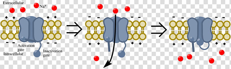 Chemistry, Diagram, Sodium Channel, Resting Potential, Calcium Channel Blocker, Neuron, Muscle Contraction, Tetrodotoxin transparent background PNG clipart