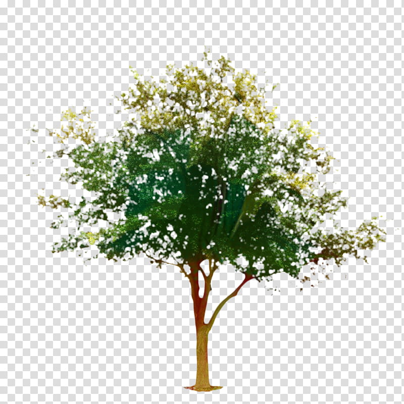 Oak Tree Leaf, Landscape, Landscape Architecture, Shrub, Garden, Plants, Flower, Woody Plant transparent background PNG clipart