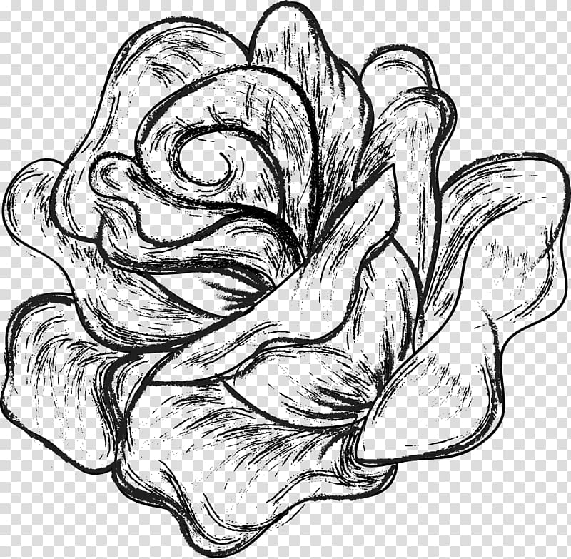 Spring flowers , black rose sketch transparent background PNG clipart