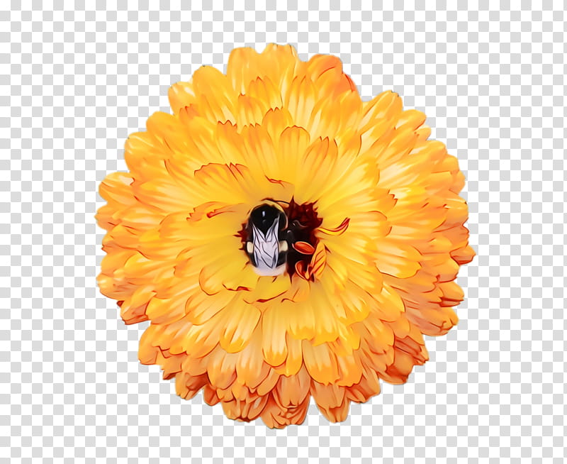 Flowers, Marigold, Blossom, Bloom, Flora, Drawing, Cattle, Computer Icons transparent background PNG clipart