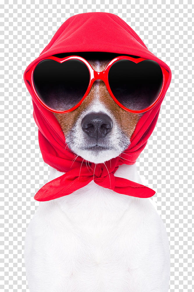 Glasses, Eyewear, Red, Sunglasses, Dog, Dog Clothes, Dog Breed, Nose transparent background PNG clipart