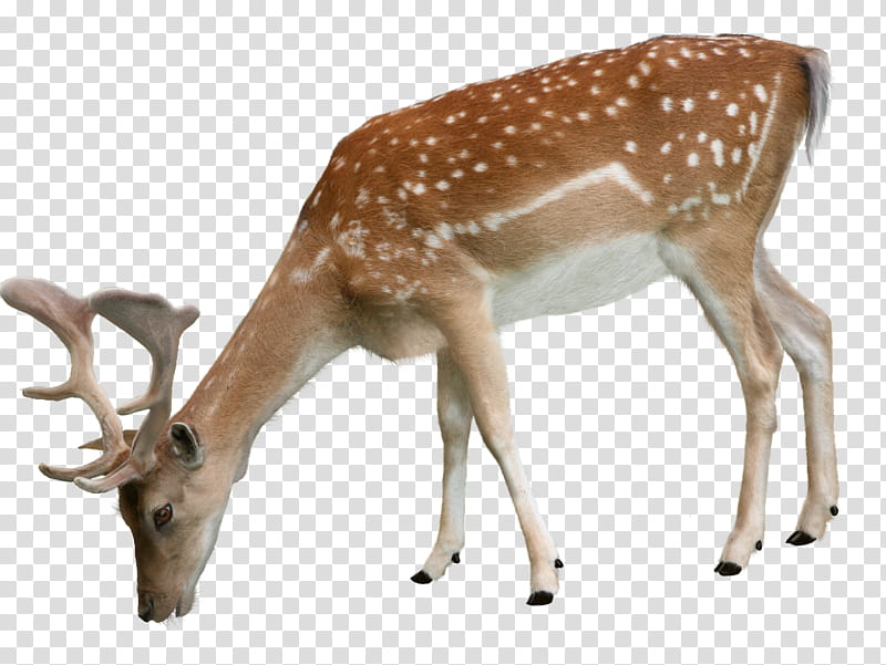 spotted deer clipart