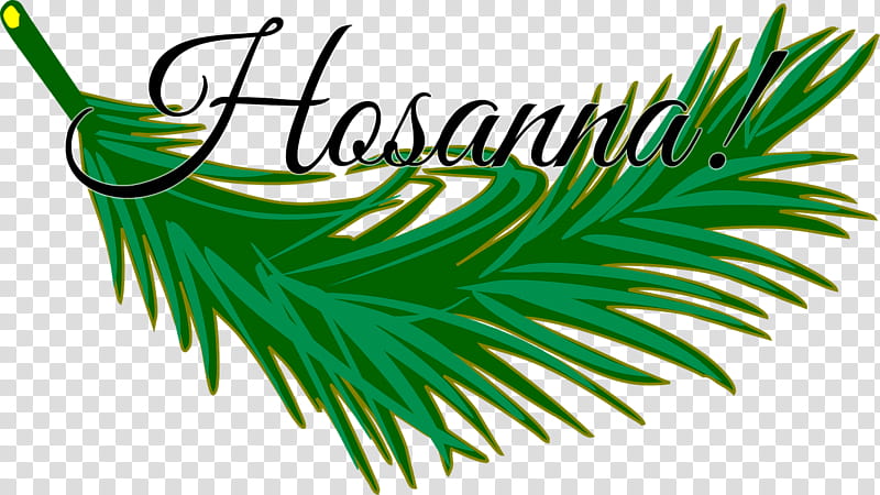 Palm Tree Drawing, Palm Trees, Leaf, Frond, Palm Branch, Vascular Plant, Green, Colorado Spruce transparent background PNG clipart