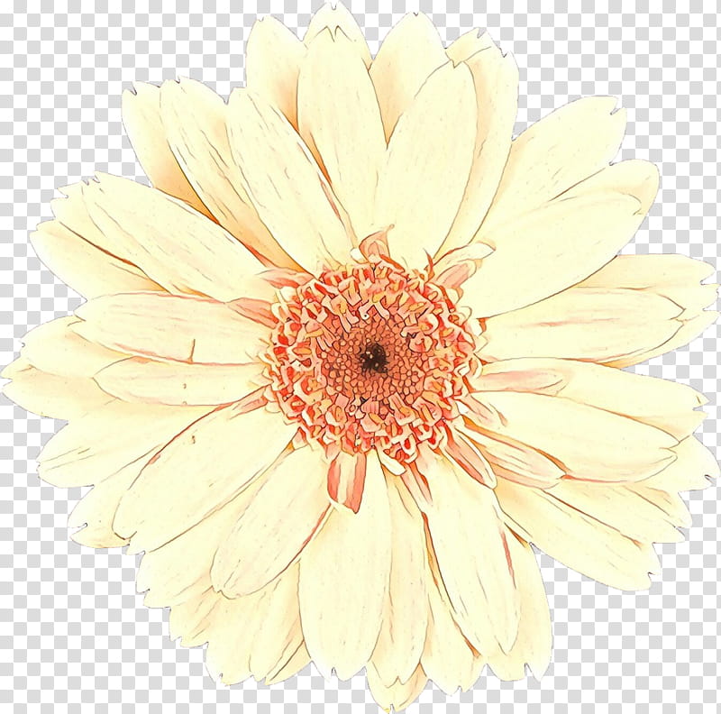 Flowers, Transvaal Daisy, Floral Design, Cut Flowers, Chrysanthemum, Petal, Barberton Daisy, Gerbera transparent background PNG clipart