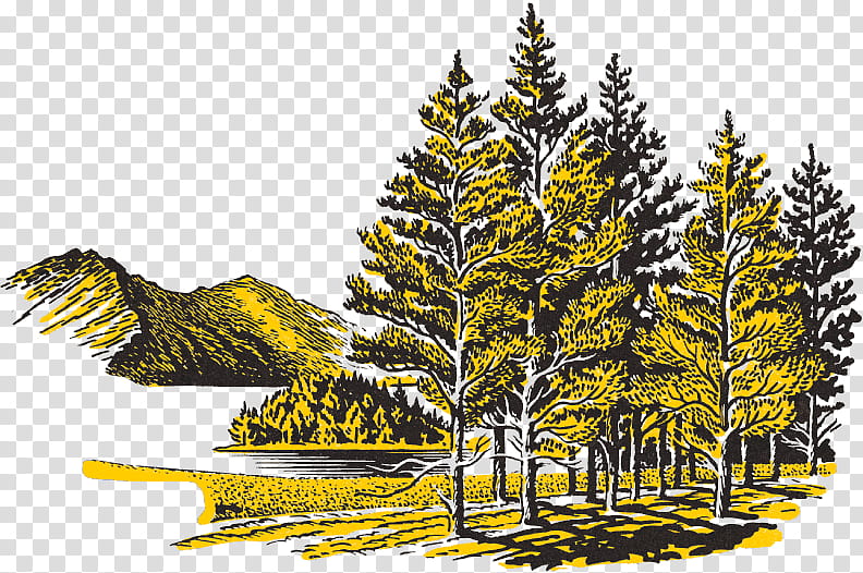 Family Tree Drawing, Thunder Bay, Book, Weltbild, Shortleaf Black Spruce, Lodgepole Pine, Nature, Vegetation transparent background PNG clipart