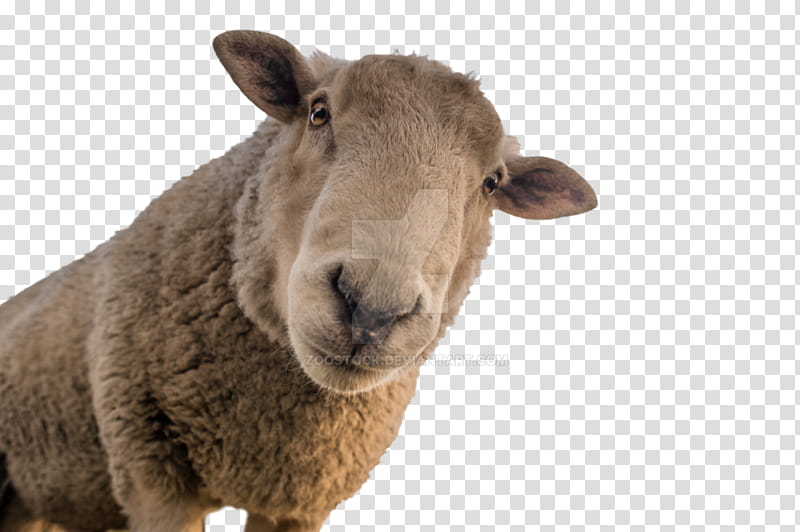 Earth, Sheep, Sheep Shearing, Goat, Sheep Farming, Wool, Face, Herd transparent background PNG clipart
