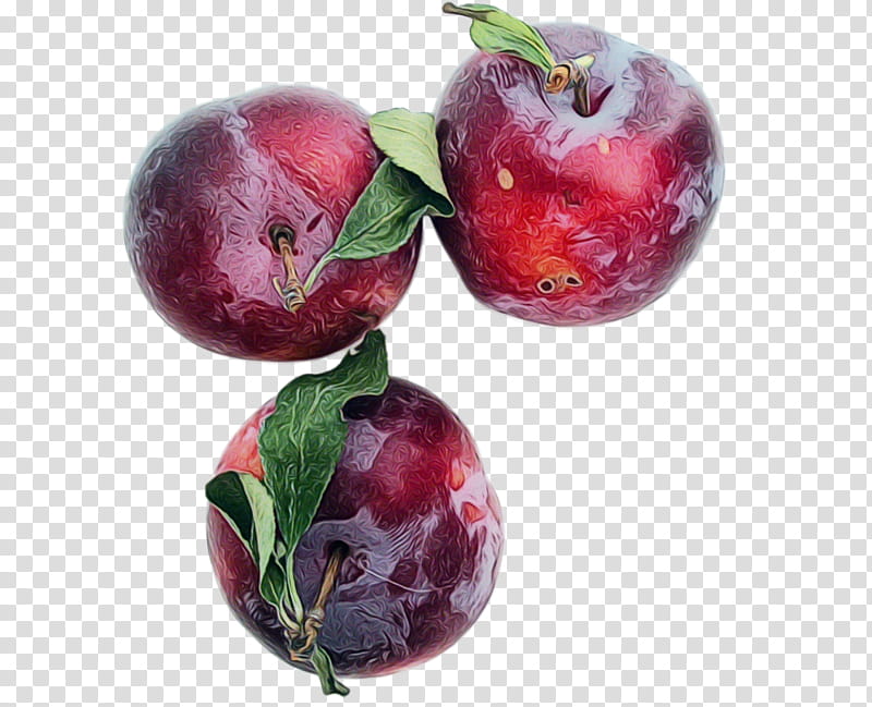 european plum fruit plant food superfood, Watercolor, Paint, Wet Ink, Tree, Prune, Superfruit transparent background PNG clipart