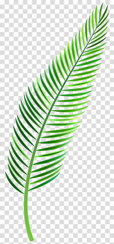Green Leaf Watercolor, Palm Trees, Palmleaf Manuscript, Palm Branch, Watercolor Painting, Frond, Silhouette, Line transparent background PNG clipart