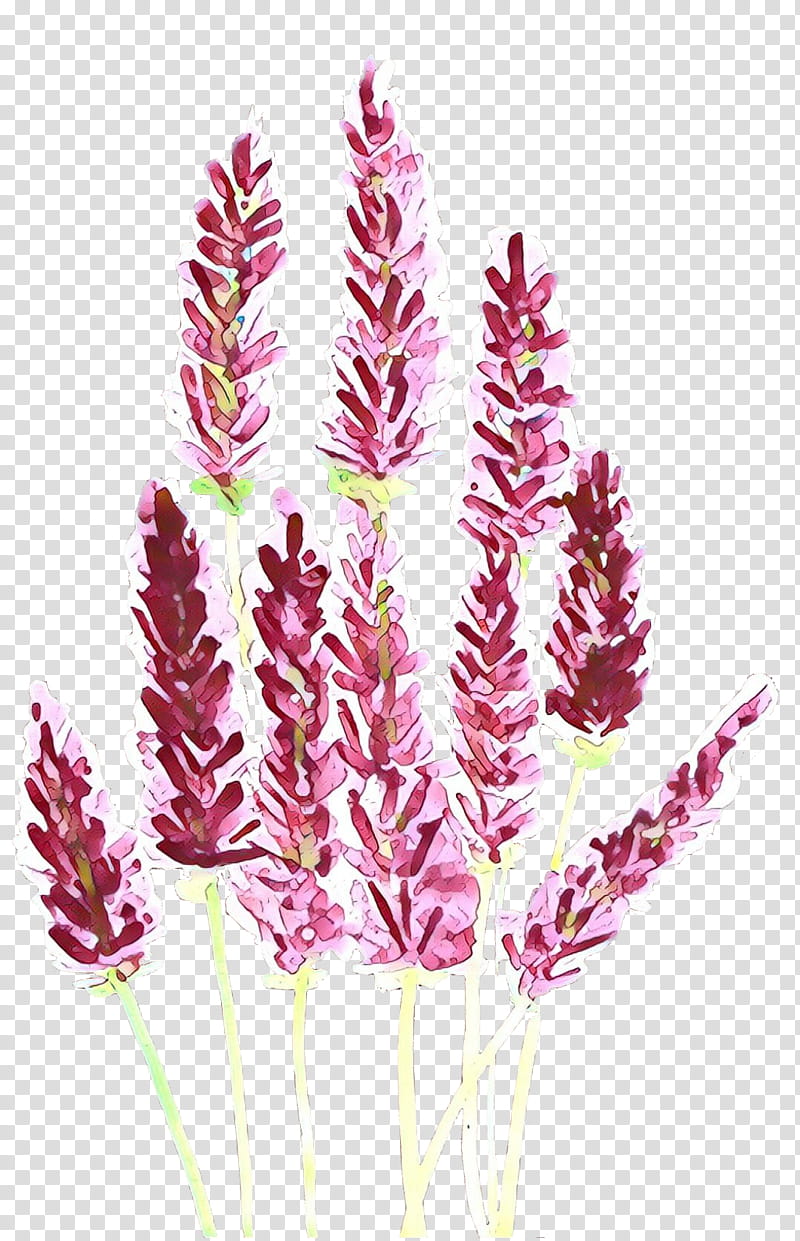 plant flower grass family grass purple loosestrife, Elymus Repens, Plant Stem, Amaranth Family, Perennial Plant transparent background PNG clipart