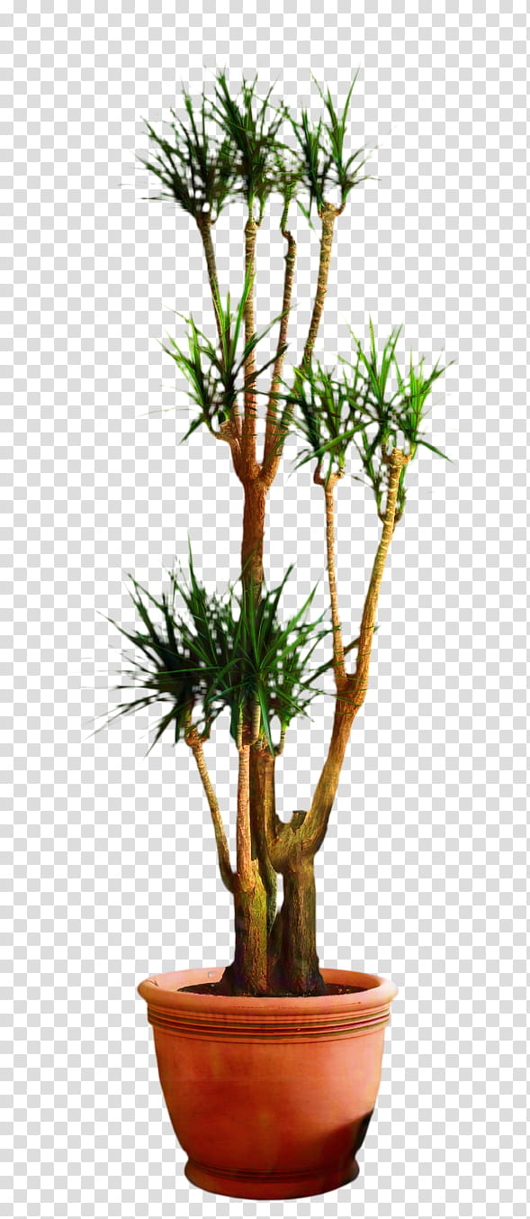 Tree Trunk, Dracaena Fragrans, Houseplant, Bonsai, Flowerpot, Plants, Dracaena Reflexa Var Angustifolia, Shrub transparent background PNG clipart