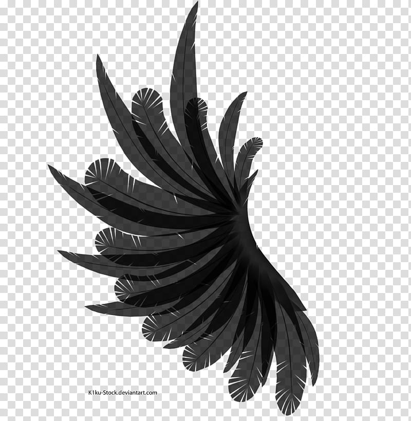 Darker Black Wing, black feather illustration transparent background PNG clipart