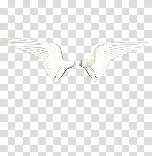 Wings transparent background PNG clipart thumbnail