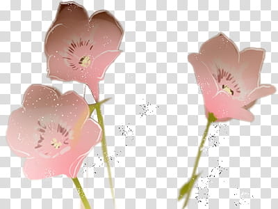 Little, three pink petaled flowers illustration transparent background PNG clipart
