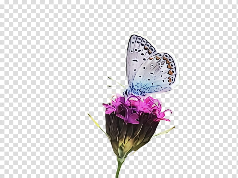 moths and butterflies butterfly cynthia (subgenus) insect lycaenid, Watercolor, Paint, Wet Ink, Cynthia Subgenus, Plebejus, Phengaris, Common Blue transparent background PNG clipart