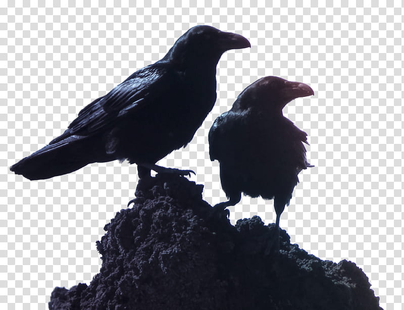 silhouette of two black crows standing on rock transparent background PNG clipart