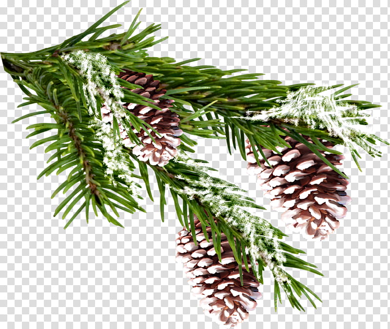 Black And White Flower, Pine, Tree, Fir, Conifer Cone, Spruce, Christmas Day, Conifers transparent background PNG clipart
