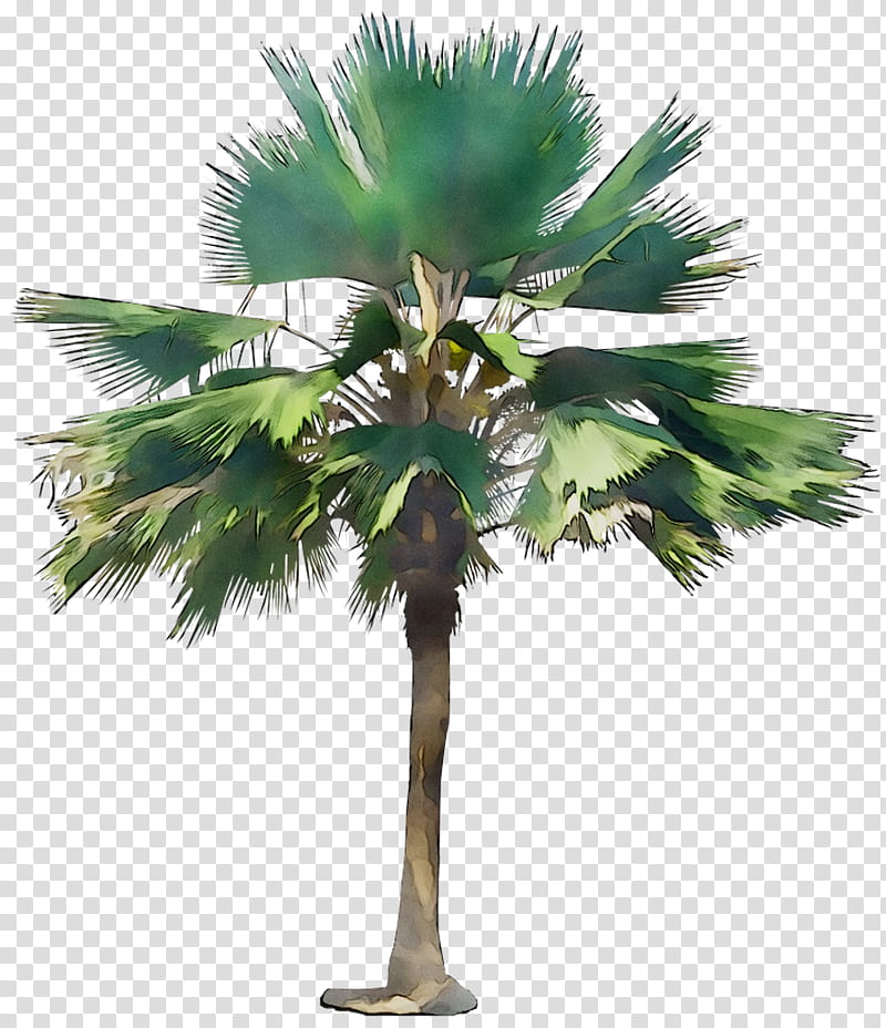 Palm Oil Tree, Asian Palmyra Palm, Babassu, Coconut, Palm Trees, Date Palm, Oil Palms, Plant Stem transparent background PNG clipart