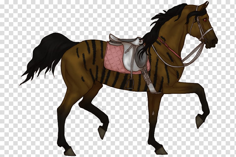 Horse, Appaloosa, Mane, Pony, Mustang, Morgan Horse, Stallion, Dun Locus transparent background PNG clipart