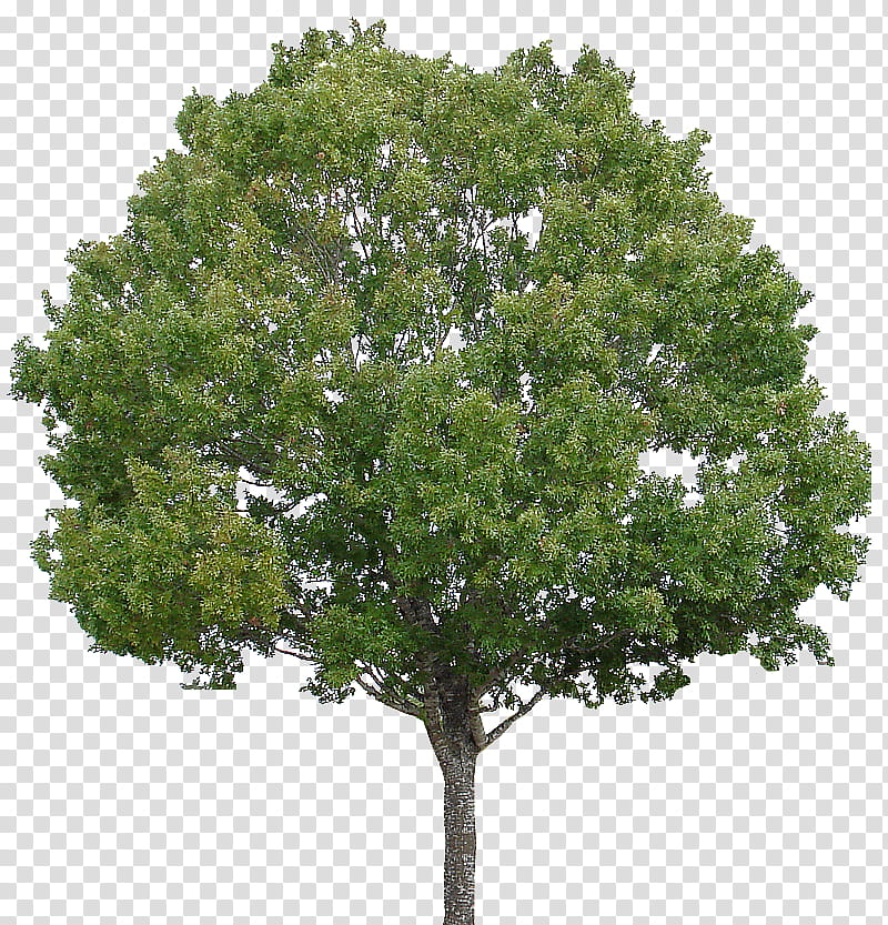 green-leafed tree transparent background PNG clipart