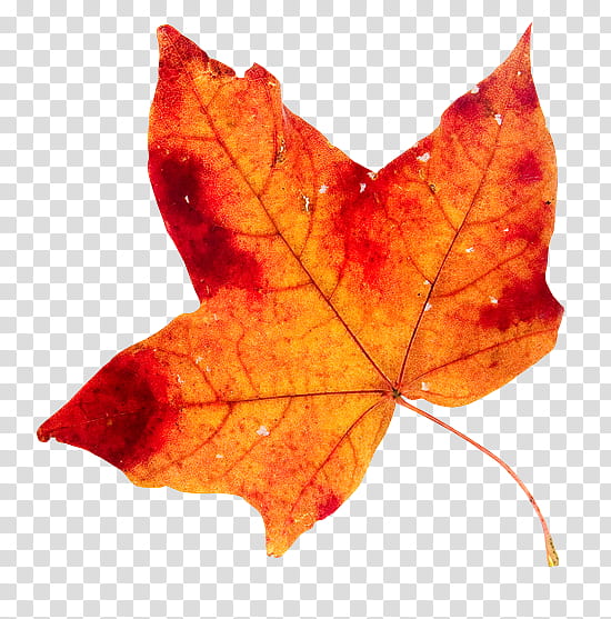 Canada Maple Leaf PNG Image, Red Maple Leaf Canada, Maple Leaf Clipart, Red  Leaves, Maple Leaf PNG Image For Free Download