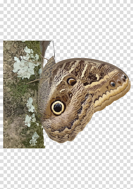 Monarch Butterfly, Insect, Owl Butterflies, Borboleta, Moth, Caligo Eurilochus, Caligo Memnon, Caligo Beltrao transparent background PNG clipart