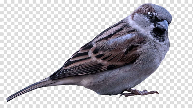 bird beak sparrow perching bird house sparrow, Songbird, Finch, Pine Siskin transparent background PNG clipart