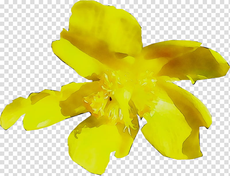 Family, Yellow, Plants, Flower, Petal, Narcissus, Amaryllis Family, Herbaceous Plant transparent background PNG clipart