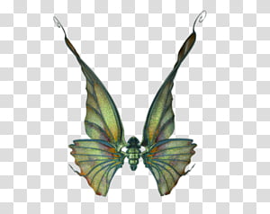 Wings Set 01 transparent background PNG clipart thumbnail