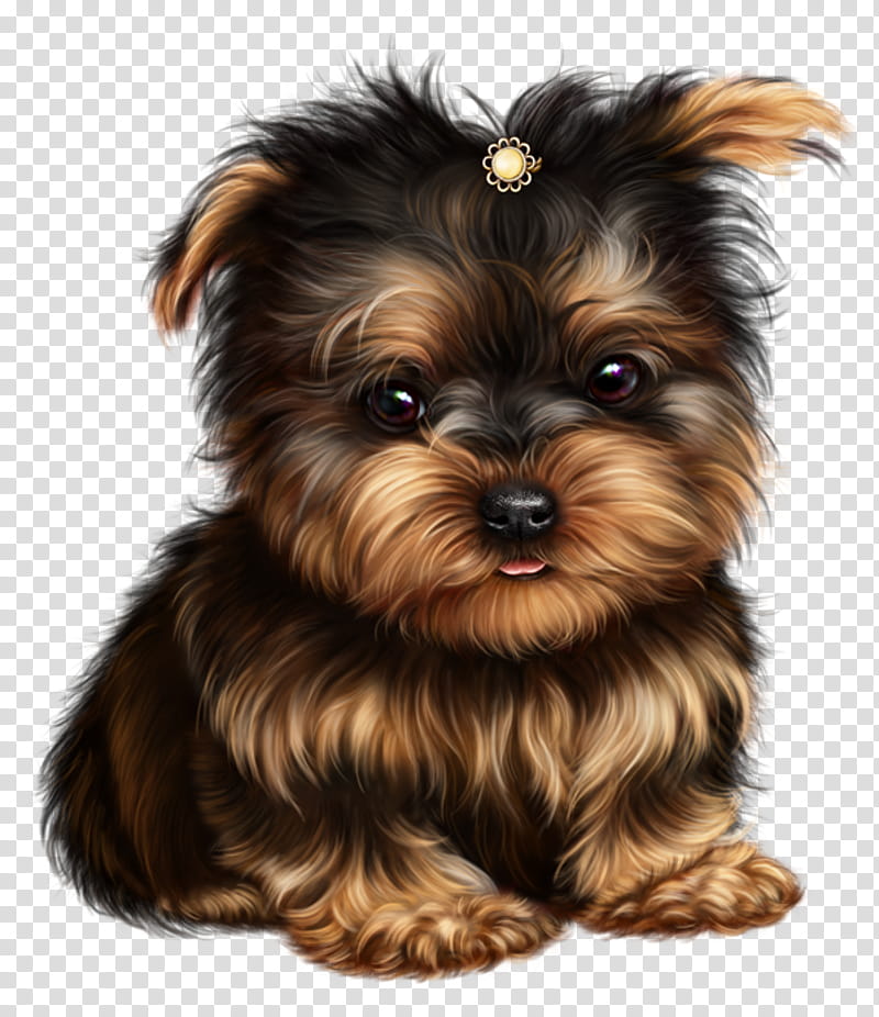 Cartoon Love, Yorkshire Terrier, Australian Silky Terrier, Morkie, Puppy, Affenpinscher, Havanese Dog, Bolonka transparent background PNG clipart