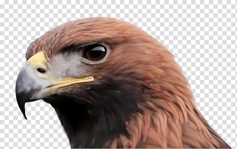 bird beak bird of prey golden eagle hawk, Accipitridae, Peregrine Falcon transparent background PNG clipart