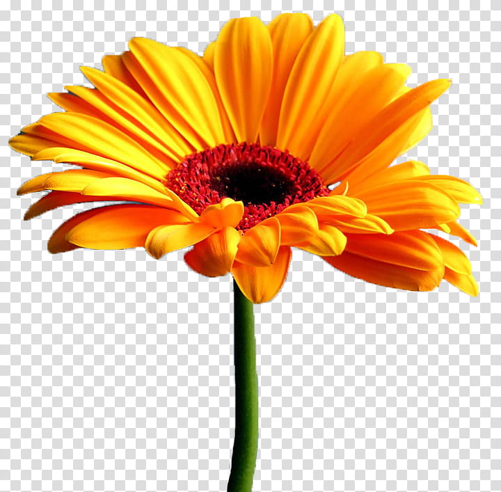 Spring, yellow Gerbera daisy in bloom transparent background PNG clipart