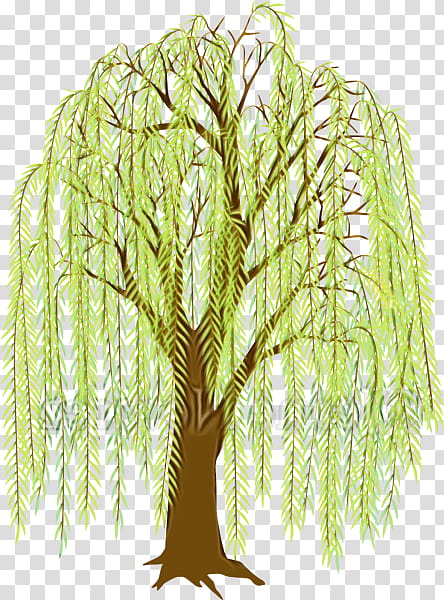 tree plant woody plant leaf grass, Watercolor, Paint, Wet Ink, Willow, Branch, Vascular Plant transparent background PNG clipart