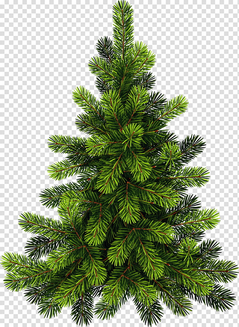 Christmas Black And White, Pine, Tree, Fir, Christmas Tree, Eastern White Pine, Conifers, Pinus Glabra transparent background PNG clipart
