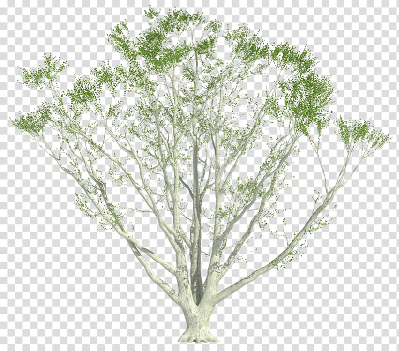Oak Tree Leaf, Shrub, Plants, Twig, Plant Stem, Native Plant, Flower, Branch transparent background PNG clipart