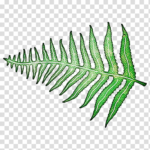 Fern, Leaf, Vascular Plant, Ferns And Horsetails, Flower, Caulerpa, Terrestrial Plant, Tree transparent background PNG clipart