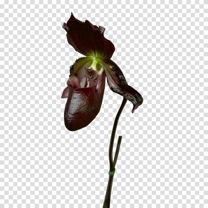 flower plant flying duck orchid cypripedium nepenthes, Fly Orchid, Pedicel transparent background PNG clipart