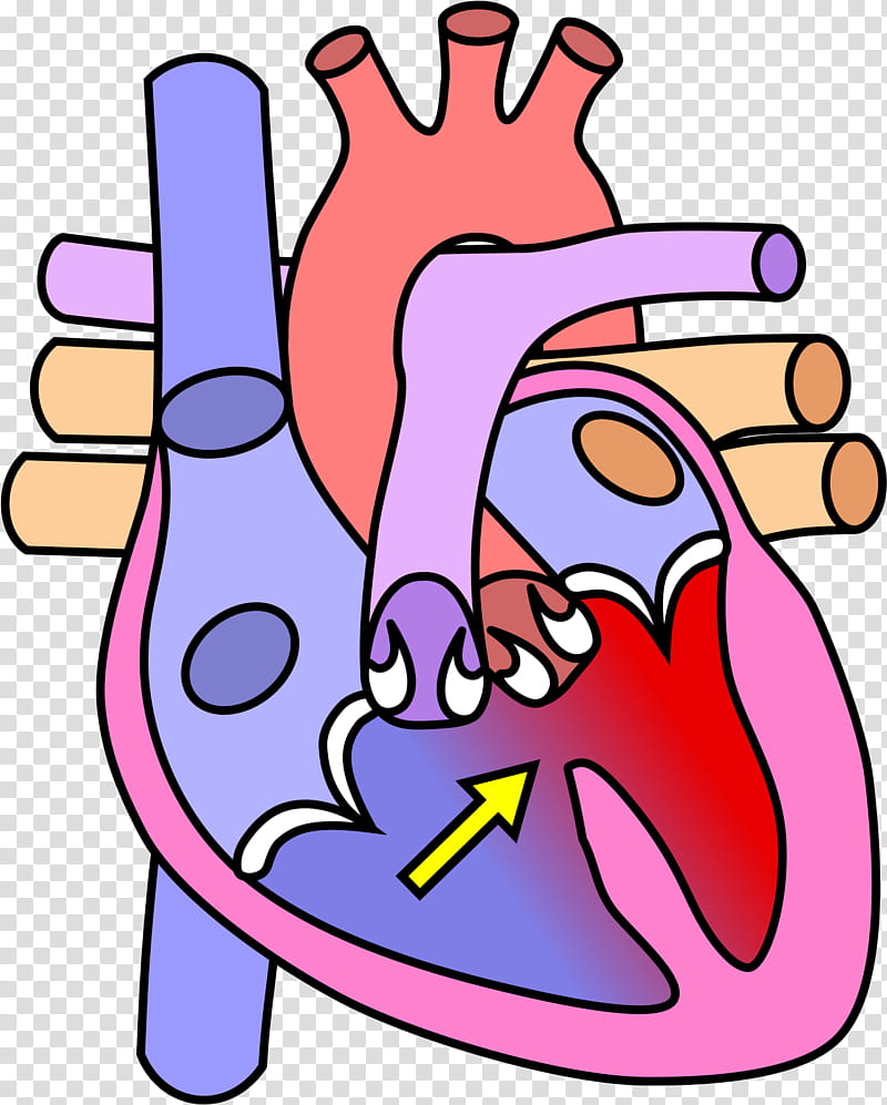 Human Heart, Diagram, Anatomy Of The Heart, Tetralogy Of Fallot, Congenital Heart Defect, Label, Sticker, Drawing transparent background PNG clipart