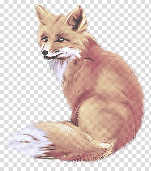 fox red fox whiskers drawing swift fox, Wildlife, Tail transparent background PNG clipart