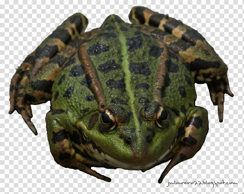 Rana vista frontal, green frog illustration transparent background PNG clipart