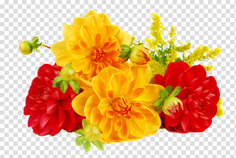 Orange, Flower, Yellow, Tagetes, Petal, Plant, Carnation, Cut Flowers transparent background PNG clipart