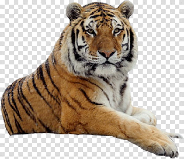 Cats, Tiger, Lion, Jaguar, Animal, Panthera, Bengal Tiger, Wildlife transparent background PNG clipart