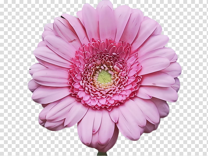 flower flowering plant barberton daisy gerbera petal, Watercolor, Paint, Wet Ink, Pink, Cut Flowers, Daisy Family transparent background PNG clipart