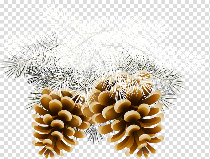 White Christmas Lights, Christmas Day, Christmas Tree, Christmas Card, Christmas And Holiday Season, Colorado Spruce, White Pine, Branch transparent background PNG clipart