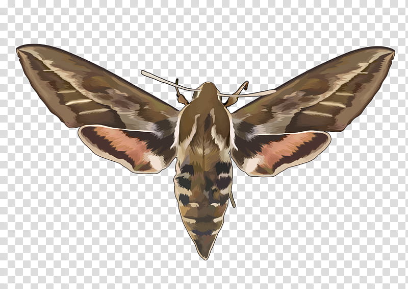 Ant, Moth, Butterfly, Insect, Insect Wing, Hymenopterans, Pollinator, Borboleta transparent background PNG clipart