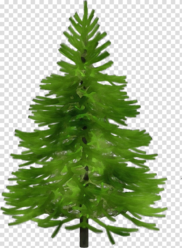 shortleaf black spruce balsam fir yellow fir white pine colorado spruce, Watercolor, Paint, Wet Ink, Columbian Spruce, Lodgepole Pine, Oregon Pine, Canadian Fir transparent background PNG clipart